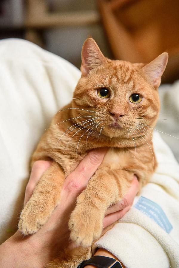 Vincent Van Miao 7 mesi Foto 2